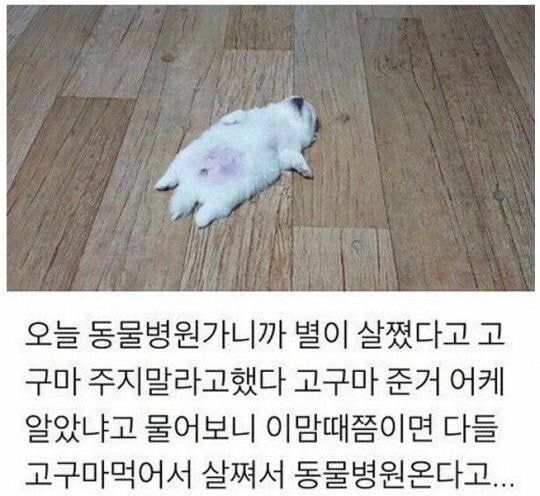 댕댕이한테 고구마주면 안되는이유 | 인스티즈