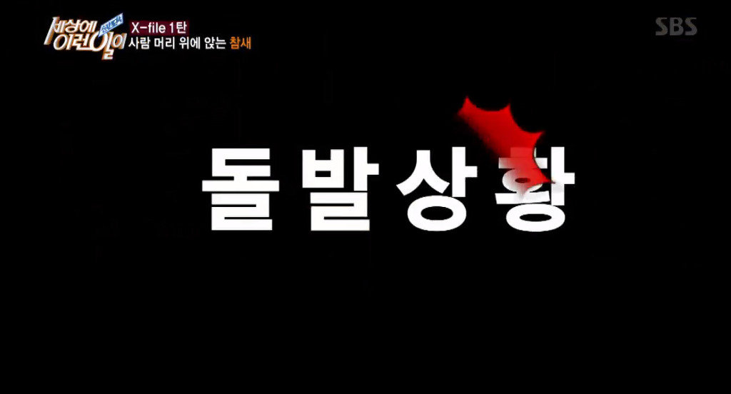 [세상에이런일이] 엄청 충격적이였던 오늘편 사람을 좋아하는 참새 새순이 이야기.jpg | 인스티즈