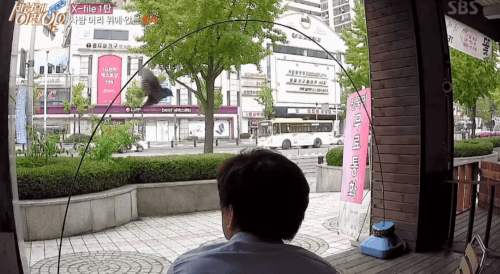 [세상에이런일이] 엄청 충격적이였던 오늘편 사람을 좋아하는 참새 새순이 이야기.jpg | 인스티즈