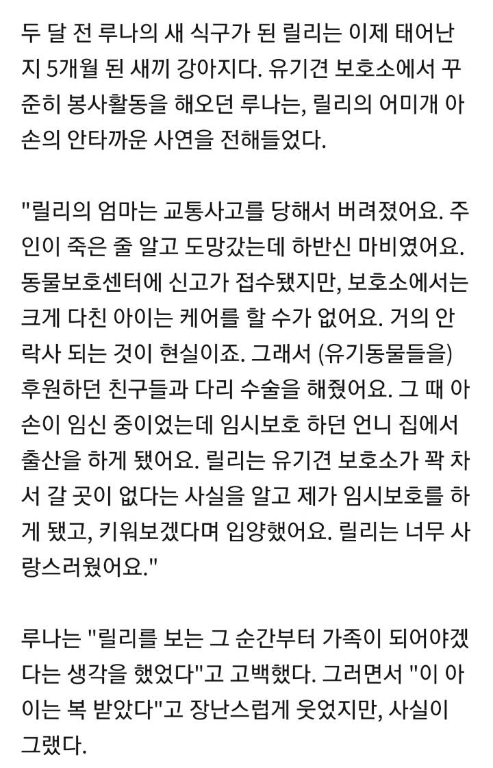 반려동물(유기견,유기묘)을 입양한 여자 연예인들 | 인스티즈