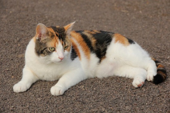 생물학 관련 tmi 삼색고양이 | 인스티즈