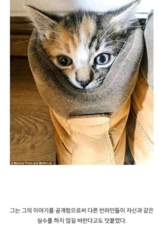 [집사필수] 고양이와 튤립 | 인스티즈