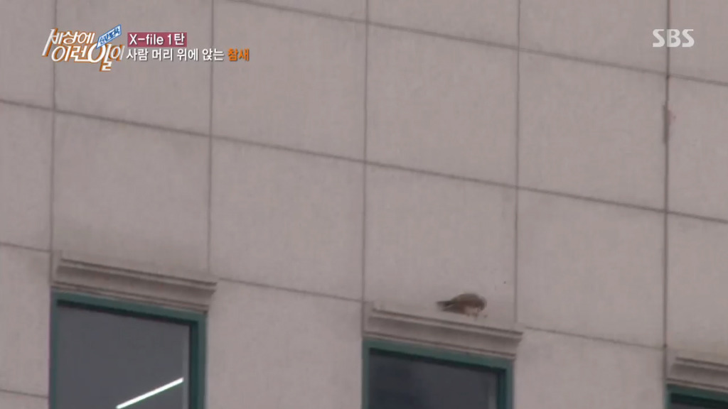 [세상에이런일이] 엄청 충격적이였던 오늘편 사람을 좋아하는 참새 새순이 이야기.jpg | 인스티즈