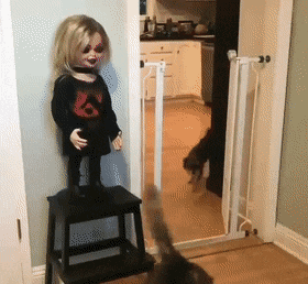 깜놀한 댕댕이 | 인스티즈