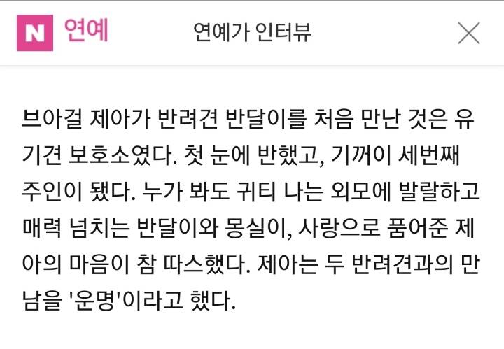 반려동물(유기견,유기묘)을 입양한 여자 연예인들 | 인스티즈