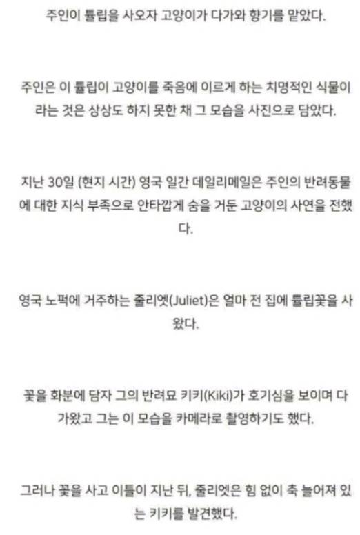 [집사필수] 고양이와 튤립 | 인스티즈