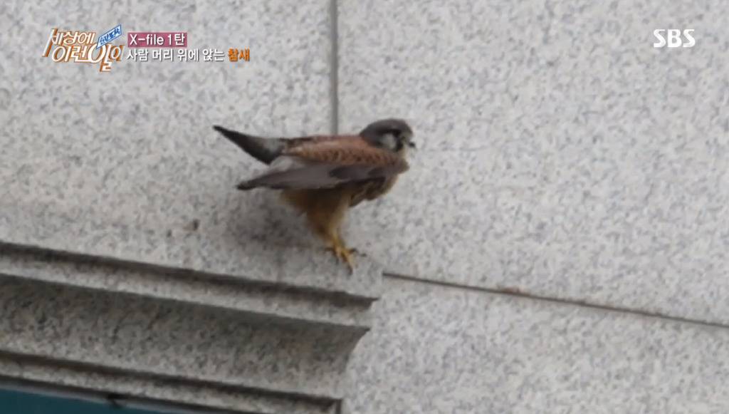 [세상에이런일이] 엄청 충격적이였던 오늘편 사람을 좋아하는 참새 새순이 이야기.jpg | 인스티즈