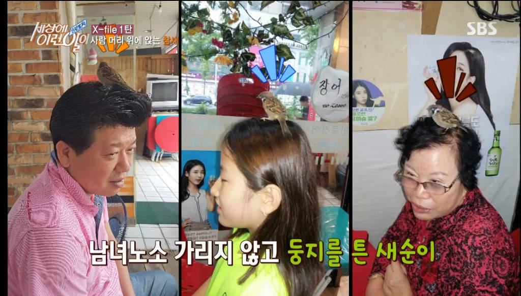 [세상에이런일이] 엄청 충격적이였던 오늘편 사람을 좋아하는 참새 새순이 이야기.jpg | 인스티즈