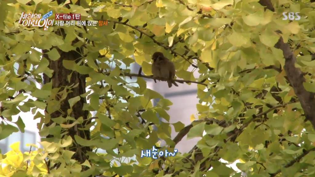 [세상에이런일이] 엄청 충격적이였던 오늘편 사람을 좋아하는 참새 새순이 이야기.jpg | 인스티즈
