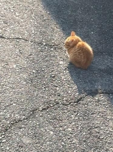 고양이 뒷모습.jpg | 인스티즈