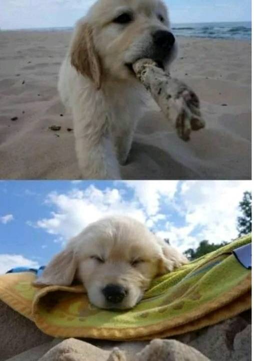 바다에 놀러간 애기 댕댕이.jpg | 인스티즈