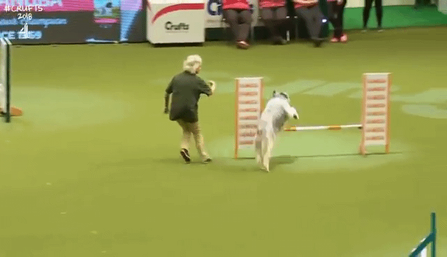 실격처리된 댕댕이 장애물 경주 | 인스티즈