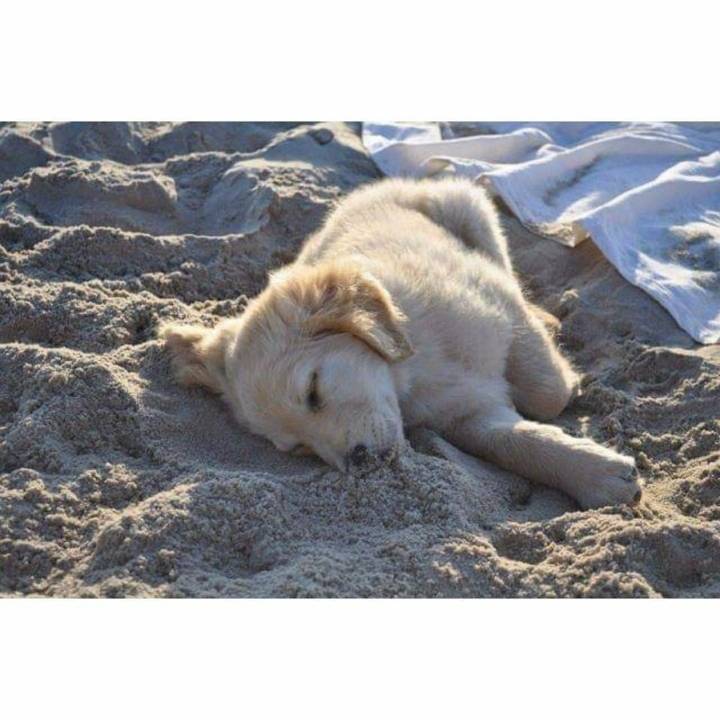 바다에 놀러간 애기 댕댕이.jpg | 인스티즈