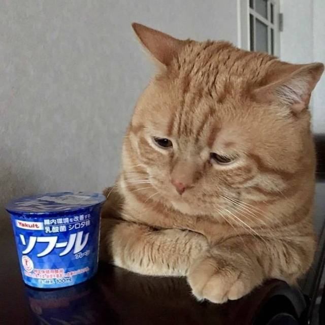 집사는 내 입맛을 모른다.JPG | 인스티즈