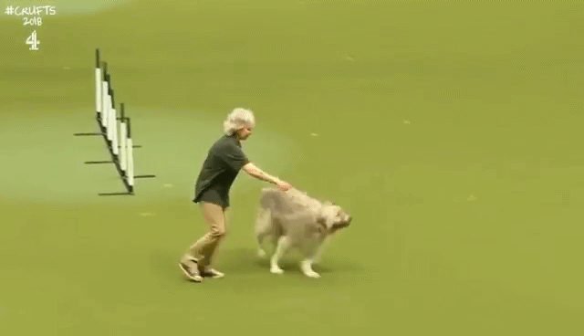 실격처리된 댕댕이 장애물 경주 | 인스티즈