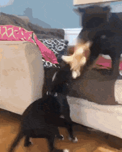 지금까지 댕댕이들이 봐준거란걸 알게됨 | 인스티즈