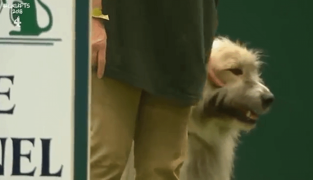 실격처리된 댕댕이 장애물 경주 | 인스티즈