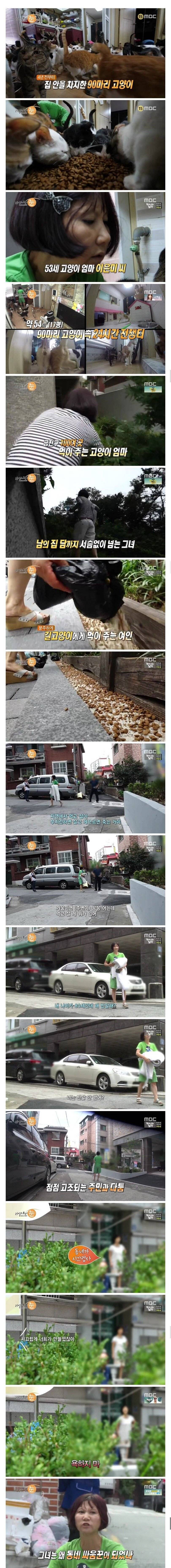 고양이 90마리 캣맘...jpg | 인스티즈