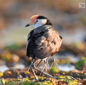 오버로드 | 인스티즈