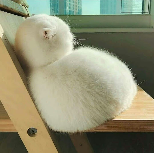 고양이 뒷모습.jpg | 인스티즈