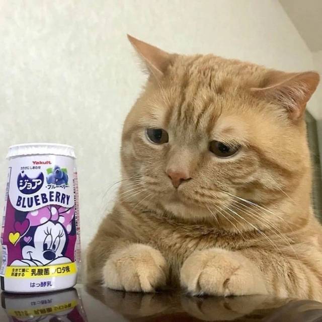 집사는 내 입맛을 모른다.JPG | 인스티즈