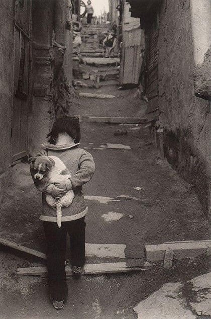 1970년대의 댕댕이 | 인스티즈