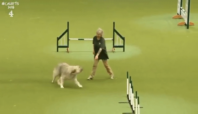 실격처리된 댕댕이 장애물 경주 | 인스티즈