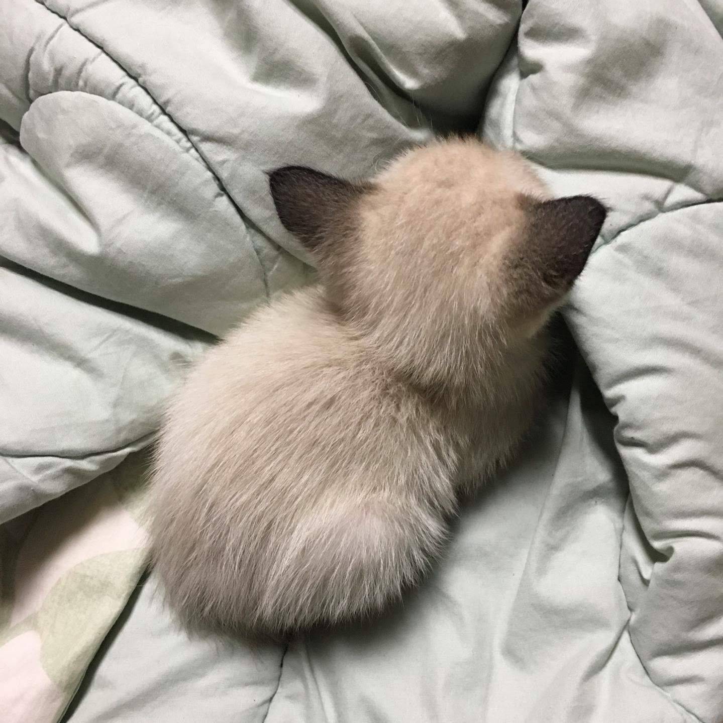 고양이 뒷모습.jpg | 인스티즈