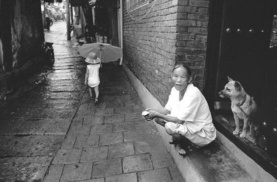 1970년대의 댕댕이 | 인스티즈