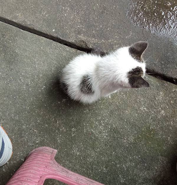 고양이 뒷모습.jpg | 인스티즈