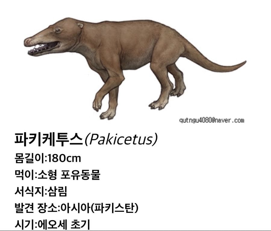 고래의 조상, 최초의 고래.jpg | 인스티즈