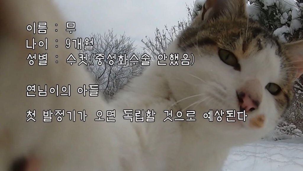 이름도 어쩜 무일까 싶은 유튜버 haha ha네 고양이 무 | 인스티즈