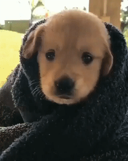 추워서 이불덮은 인절미 | 인스티즈