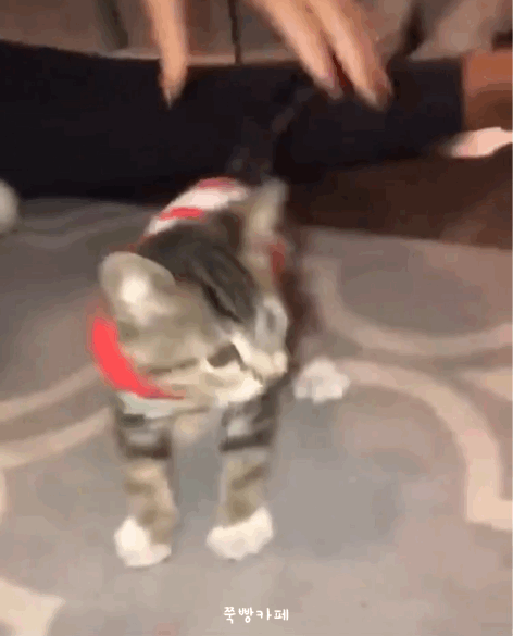 고장난 고양이들 | 인스티즈