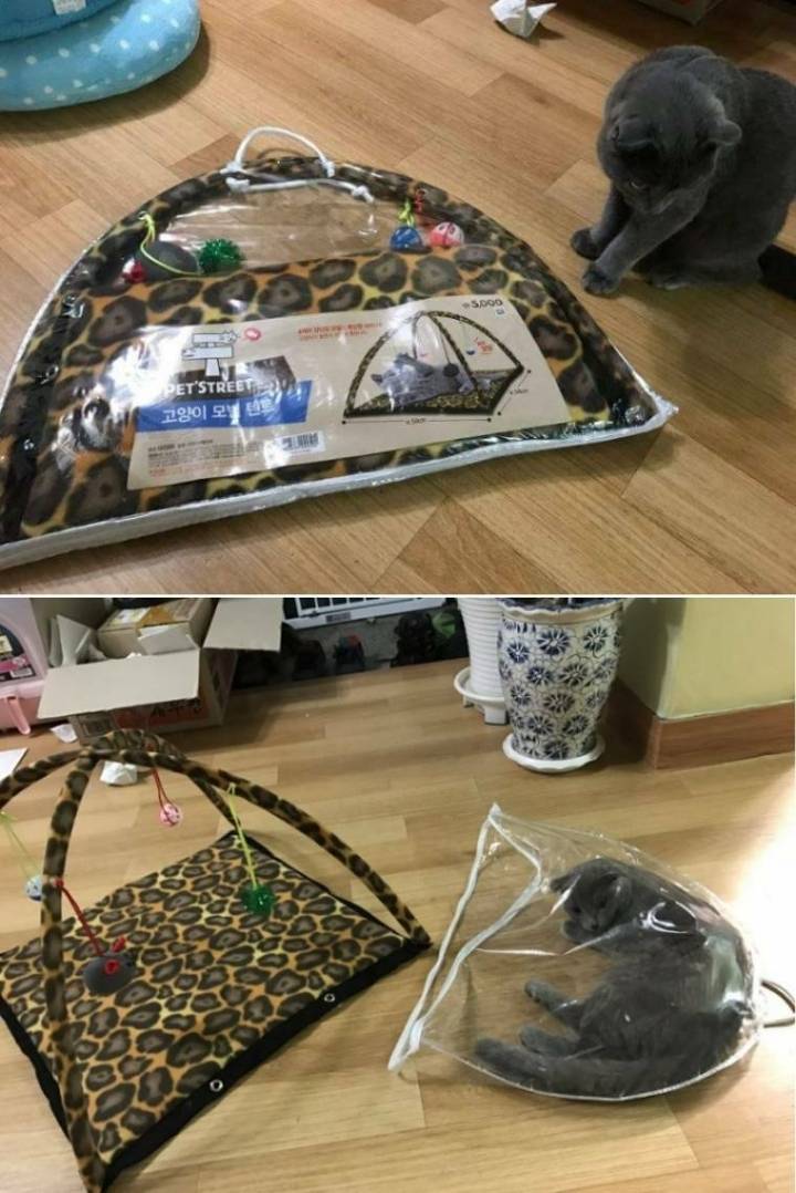 고양이 모빌텐트 후기 | 인스티즈