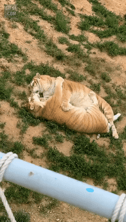 호랑이와 사자의 차이.gif | 인스티즈