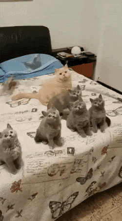 고양이 집단최면 | 인스티즈