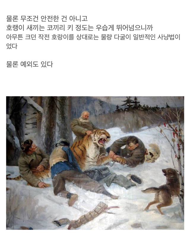 냉혹한 호랑이 사냥의 세계(feat. 불곰국) | 인스티즈