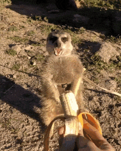 바나나 거절하는 미어캣 | 인스티즈