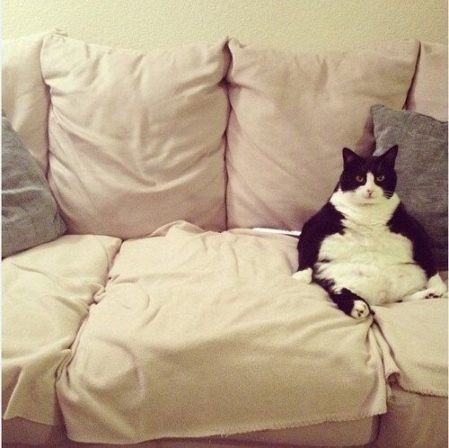 뚱냥이들 모음 | 인스티즈