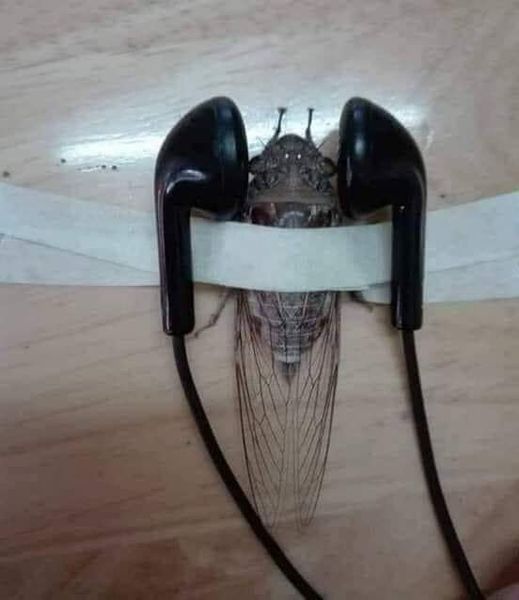 매미에게 복수 | 인스티즈