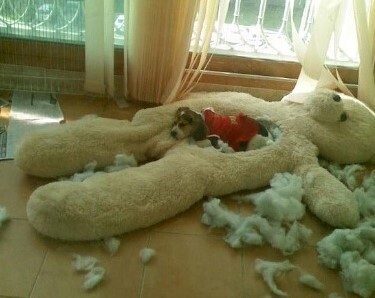 집에 들어왔는데 이 상태라면 당신의 반응은? | 인스티즈