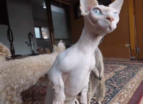 미어캣이랑 사는 고양이ㅋㅋㅋ | 인스티즈