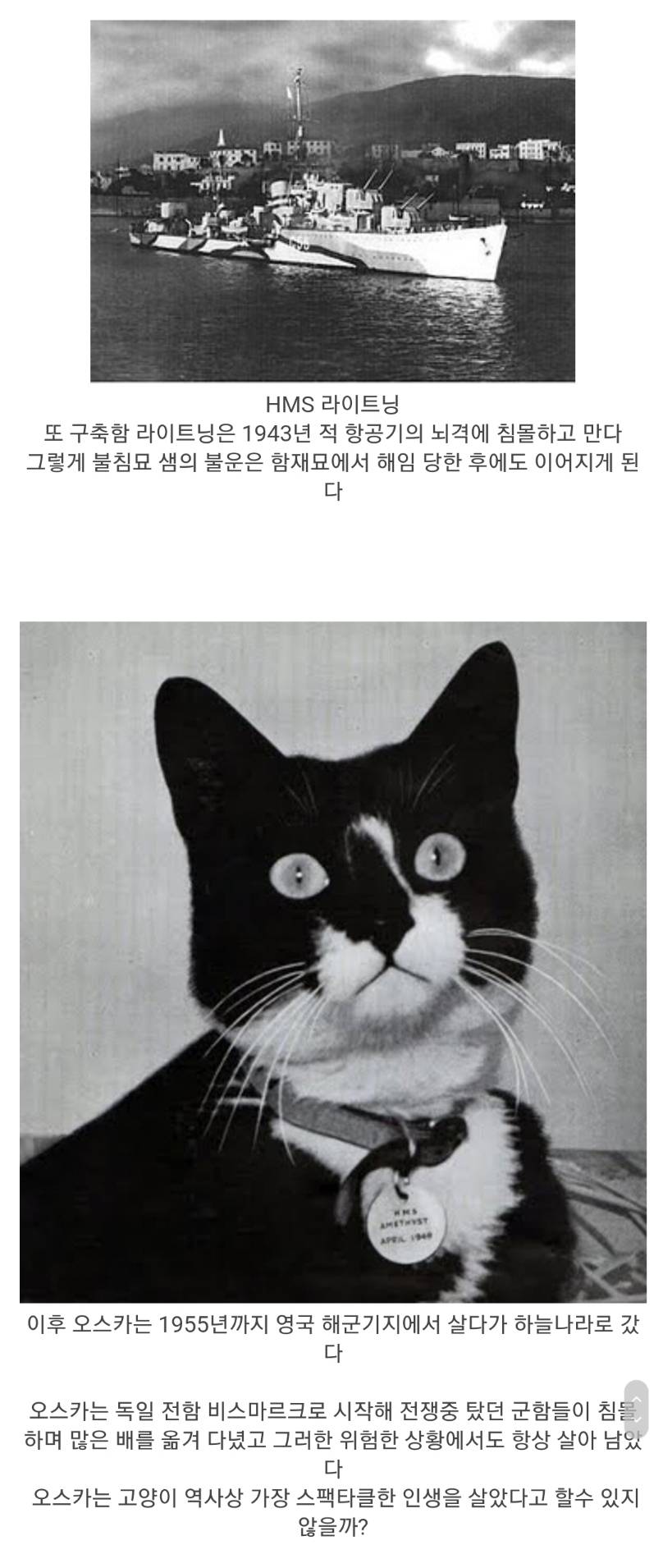 역사상 가장 스팩타클한 냥생을 살았던 고양이 | 인스티즈