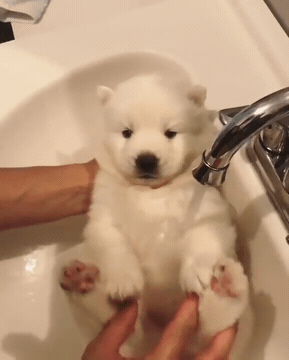 세면대에서 샤워하는 아기사모예드 | 인스티즈