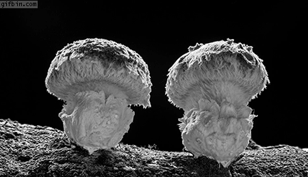 버섯자라는 모습 | 인스티즈