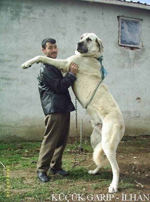 시베리아 호랑이 한마리 vs 개 올스타 연합 | 인스티즈