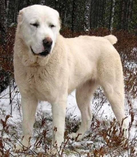 시베리아 호랑이 한마리 vs 개 올스타 연합 | 인스티즈