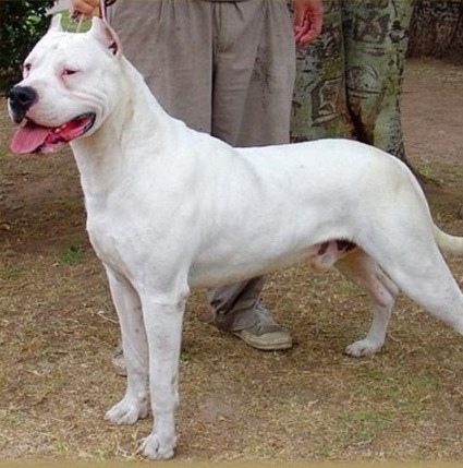 시베리아 호랑이 한마리 vs 개 올스타 연합 | 인스티즈