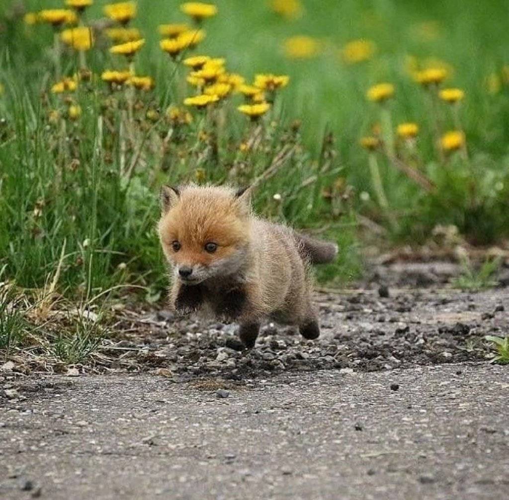 몰래 꽃구경 나왔다가 카메라에 들켜 도망가는 아기여우.jpg | 인스티즈